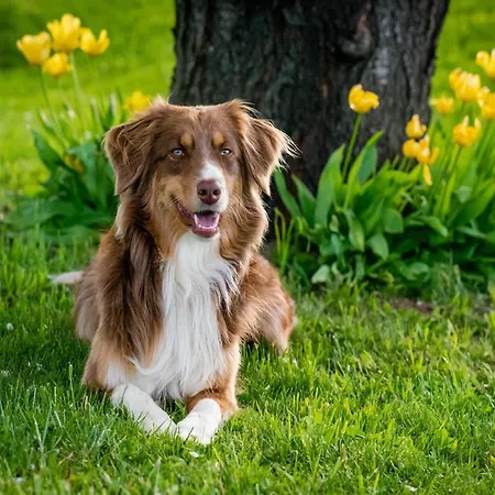 Villa In France With Private Pool *